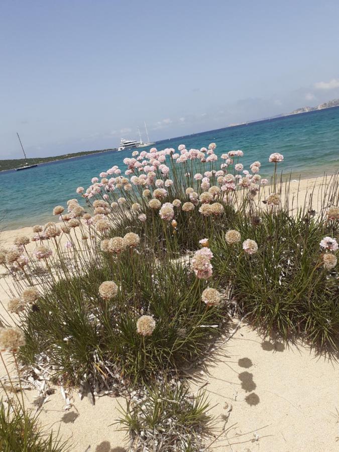 Gli Olivastri Con Piscina,Solarium, Vista Mare ,Sole -Mare E Tanta Natura ,Climatizzatore,Wifi Aglientu Extérieur photo