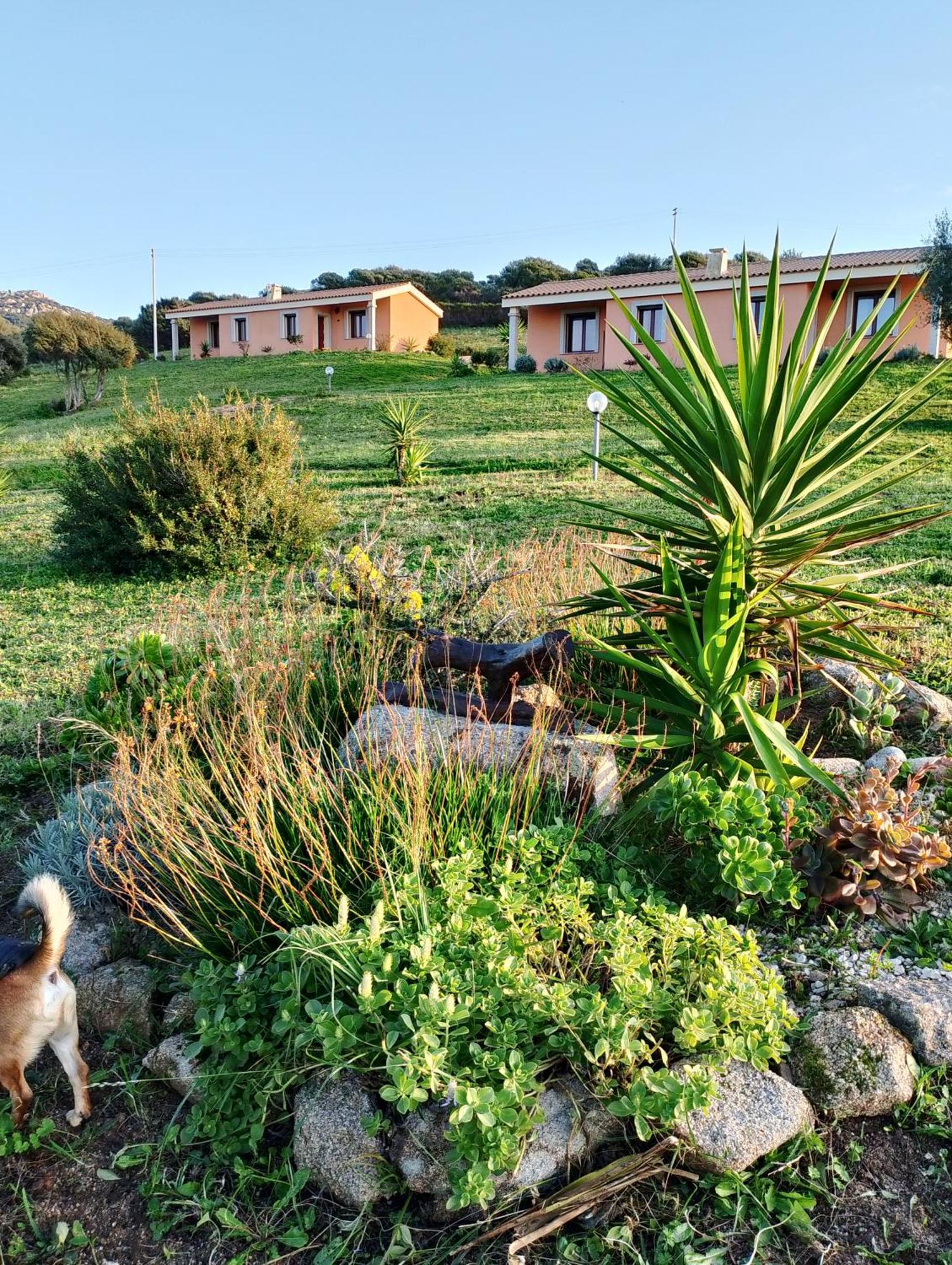 Gli Olivastri Con Piscina,Solarium, Vista Mare ,Sole -Mare E Tanta Natura ,Climatizzatore,Wifi Aglientu Extérieur photo