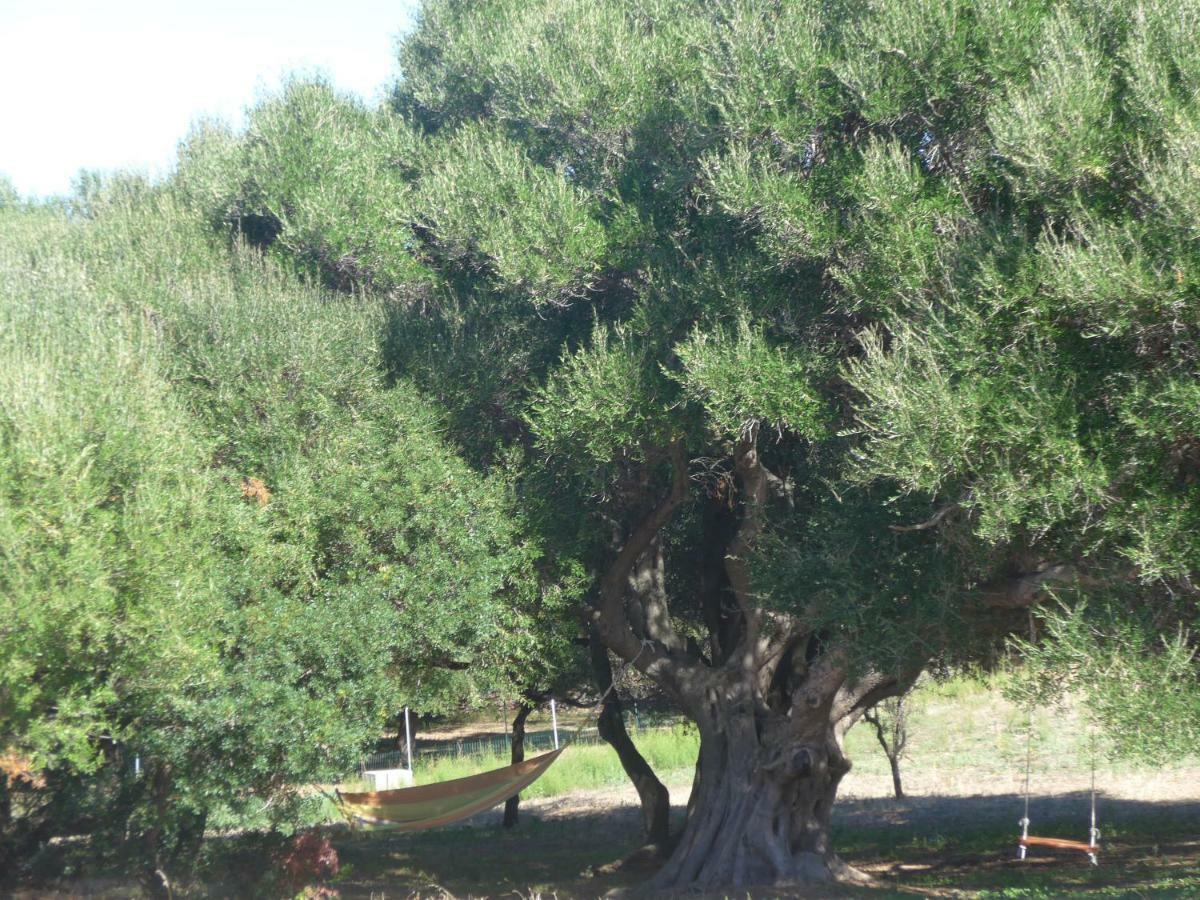 Gli Olivastri Con Piscina,Solarium, Vista Mare ,Sole -Mare E Tanta Natura ,Climatizzatore,Wifi Aglientu Extérieur photo